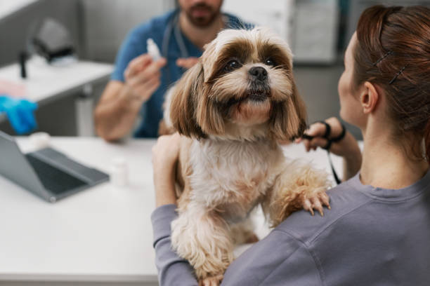 かわいいふわふわのペットを持つグレイのプルオーバーの若い女性の接写 - pets dog office vet ストックフォトと画像