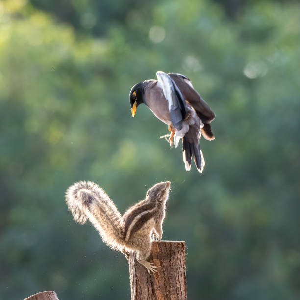 istock Myna and Squirrel fight 1457851532