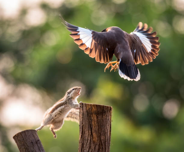istock Myna and Squirrel fight 1457851538