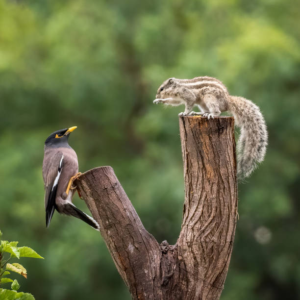 istock Myna and Squirrel fight 1457851593