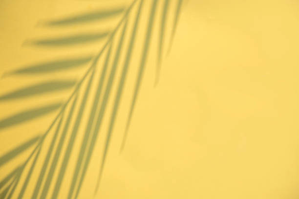 istock Yellow abstract background with shadows of palm leaf, copy space 1457853304
