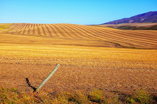 Scenic post-harvest scene in wheat fields in the countryside of the Western Cape province, South Africa.