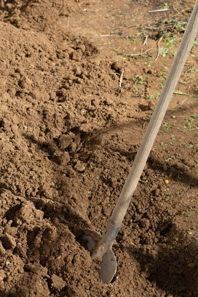 istock shovel digging the soil of an orchard 1457854070