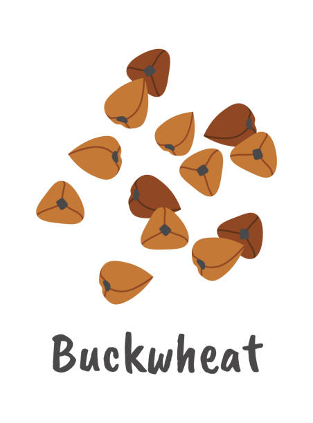 Buckwheat seeds flat icon Plant cultivation Agriculture Buckwheat seeds flat icon Plant cultivation Agriculture buckwheat stock illustrations