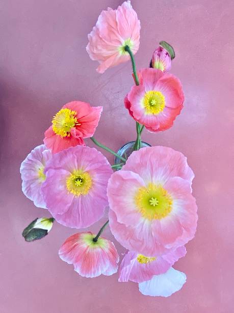mazzo di fiori di papavero - poppy pink close up cut flowers foto e immagini stock