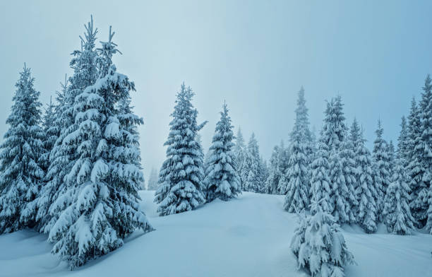 istock Fir trees covered with snow. Beautiful winter background. 1457856914