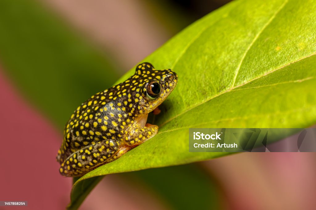 Starry Night Reed Frog, Heterixalus alboguttatus, Ranomafana Madagascar Starry Night Reed Frog, (Heterixalus alboguttatus) species of endemic frogs in the family Hyperoliidae endemic to Madagascar. Ranomafana, Madagascar wildlife animal. Tree Frog Stock Photo