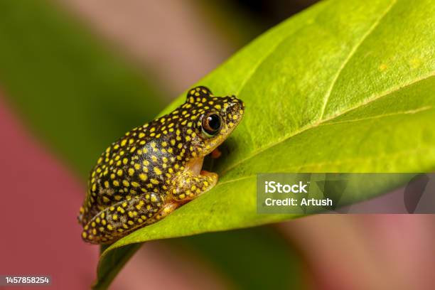 Starry Night Reed Frog Heterixalus Alboguttatus Ranomafana Madagascar Stock Photo - Download Image Now