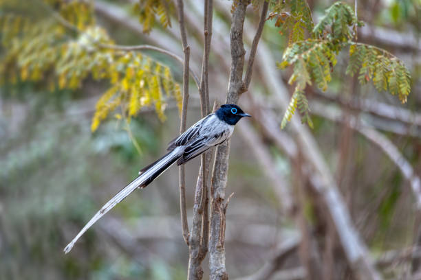 Beautiful bird Malagasy paradise flycatcher (Terpsiphone mutata), Male white phase, endemic species of bird in the family Monarchidae. Kirindy forest. Madagascar wildlife animal.
