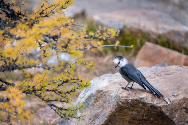 kanada-eichelhäher an einer goldenen lärche im herbst, valley of the ten peaks track, banff national park, kanadische rockies. - stone bird animal autumn stock-fotos und bilder