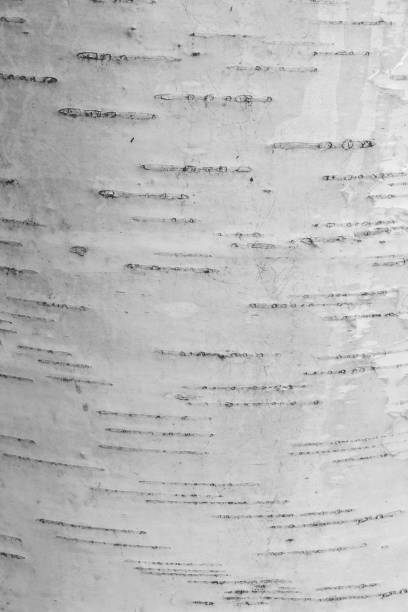 자작나무 나무 껍질 배경 - birch bark birch tree textured 뉴스 사진 이미지