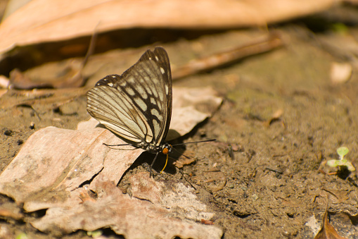 Butterfly perching on a ground in the summer day. Butterfly puddle. Hestina persimilis, the siren butterfly