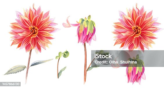 istock Dahlia flowers watercolor illustration set. Hand drawn realistic stems and flowering heads of the plant. Blooming and not blooming buds clipart. 1457866130