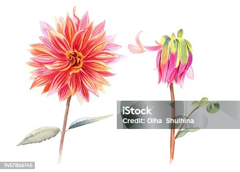 istock Dahlia flowers watercolor illustration set. Hand drawn realistic stems and flowering heads of the plant. Blooming and not blooming buds clipart. 1457866145
