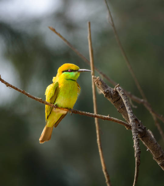 istock Asian Bee Eater  or Green Bee Earter. 1457867170