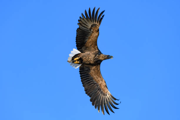 White-tailed eagle or sea eagle hunting in the sky over a Fjord near Vesteralen island in Northern Norway.