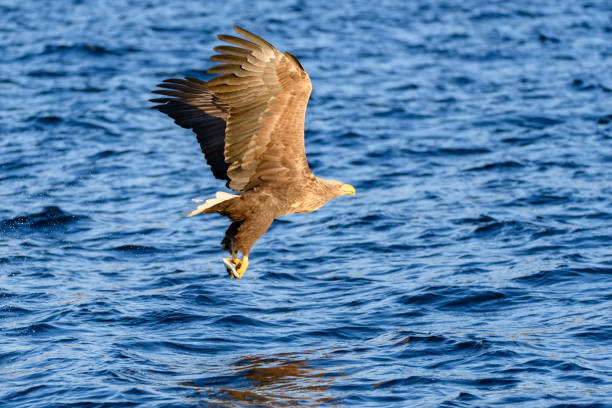 istock White-tailed eagle or sea eagle hunting in the sky over Northern Norway 1457869162