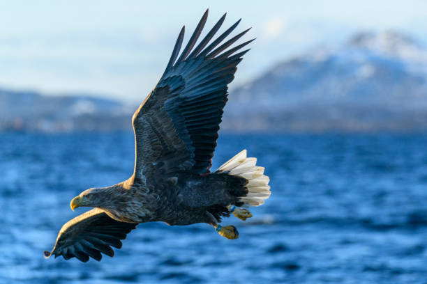 istock White-tailed eagle or sea eagle hunting in the sky over Northern Norway 1457869603