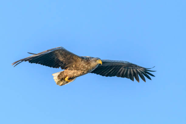 istock White-tailed eagle or sea eagle hunting in the sky over Northern Norway 1457869733