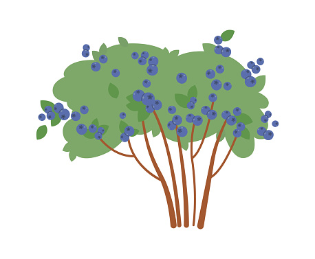 istock Blueberry bush with tasty fruits flat icon 1457870663