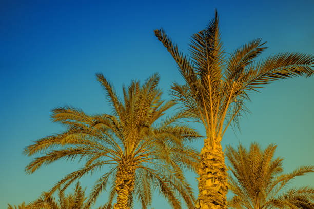 istock Palm tops against a clear blue sky 1457871699