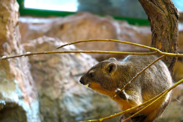 istock Close-up of an animal that eats a tree branch. 1457872178