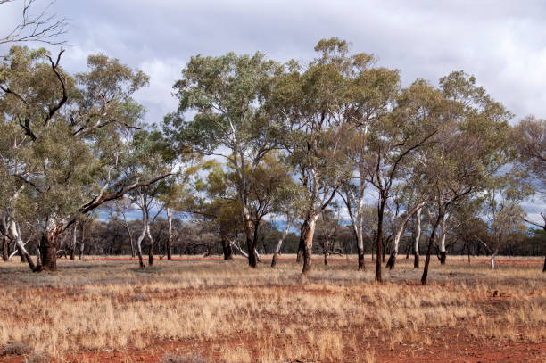 istock View across rural landscape with eucalyptus trees after rainstorm 1457872969