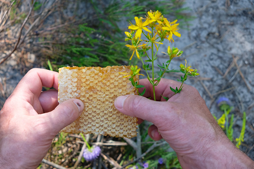 The honeycomb in man's hands. Honey plants.