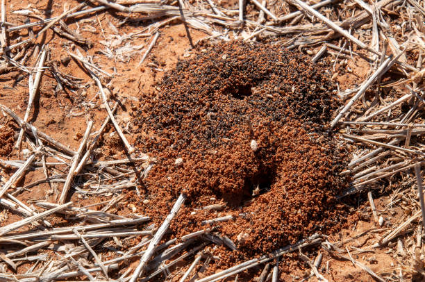 istock Close-up of ant nest 1457874094