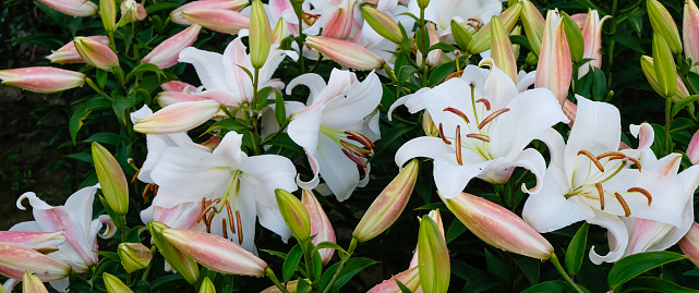 Lilium longiflorum, commonly known as trumpet lily, and also called the Easter lily, features large, fragrant, outward-facing, trumpet-shaped, pure white flowers that bloom in June-August (Easter lilies that are in bloom on Easter have been forced) on rigid stems rising 24-36\
