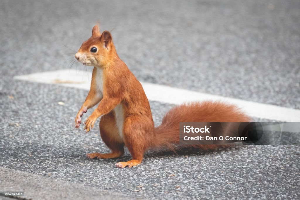 Red Squirrel (Sciurus vulgaris) stops and stands up while crossing a city street Alertness Stock Photo