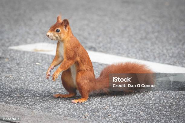 Red Squirrel Stops And Stands Up While Crossing A City Street Stock Photo - Download Image Now