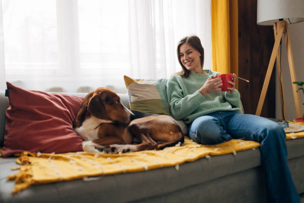 una mujer sonriente se sienta en el sofá junto a su perro sabueso tricolor y fuma un porro - oilcan fotografías e imágenes de stock