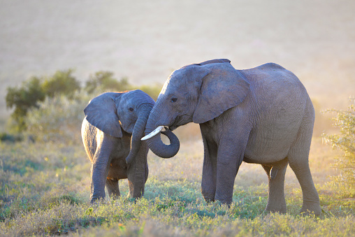 Elephants in Addo National Elephant Park, South Africa