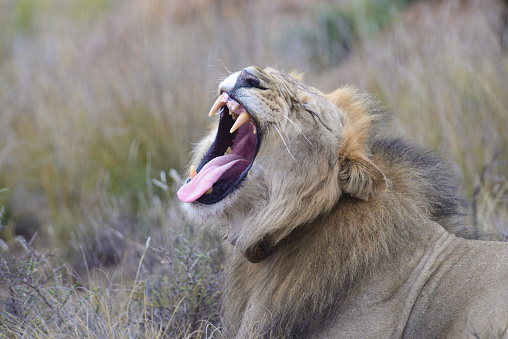 Close up of a Yawning Lion at the Karoo National Park in the Great Karoo, South Africa