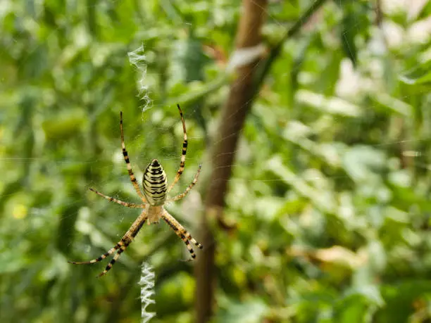 Agriope bruennichi. Yellow Garden Spider. Yellow-black spider in her spiderweb. Tiger spider on the plant