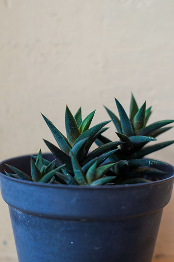 Haworthiopsis coarctata plant growing in a black pot
