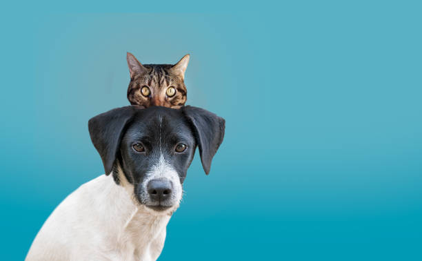 istock they get along like cat and dog 1457887467