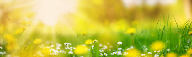 봄에 데이지와 민들레의 꽃 밭의 매크로 사진. - environmental conservation herb meadow sky 뉴스 사진 이미지