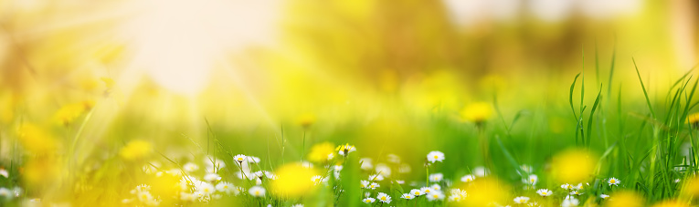 Macro photography of the flowering field of daisies and dandelions in spring. Panoramic blurred view.