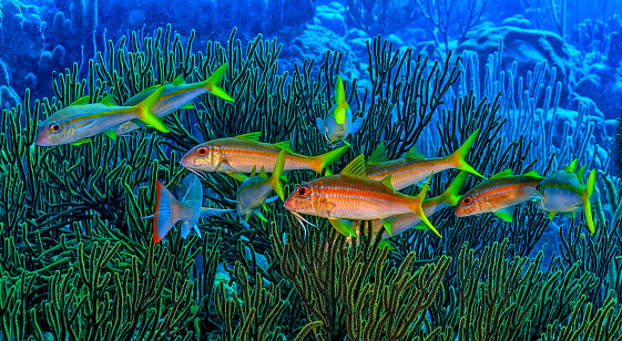 Caribbean coral reef with closeup of Yellowtail snapper