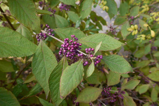 purple berries of Callicarpa bodinieri shrub