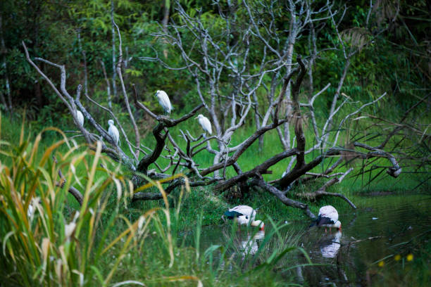 istock Swamps, birds, reflections, flocks of birds 1457892091