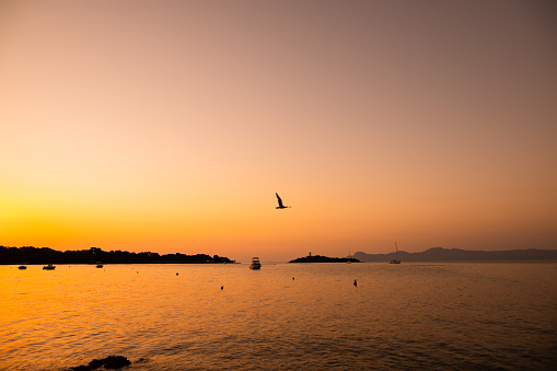 Picturesque view of the Alcanada bay in Majorca by Alcudia during the sunrise with a flying seagull. Selective focus