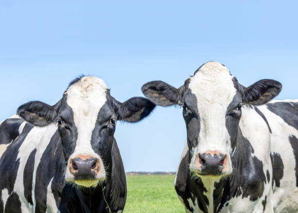 istock Cows heads together in front view, in a pasture, black and white, looking calm 1457900504