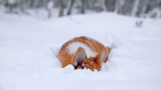Adorable welsh corgi pembroke puppy having fun in snowy winter forest