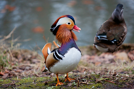 Mandarin duck on the lake shore
