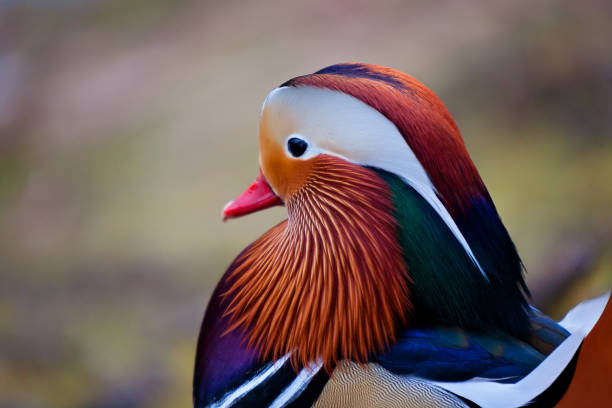 istock Mandarin duck on the lake shore 1457902049