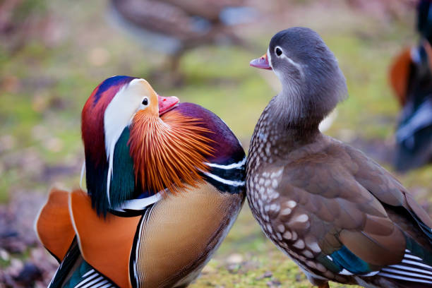 Mandarin duck on the lake shore