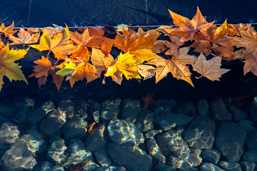 yellow autumn leaves reflecting in the cool waters of a clear pool of water
